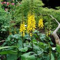 Ligularia stenocephala